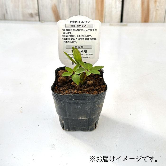 クリスマスローズ苗 原種 クロアチカス 杉光園芸 杉山交配 9cmポット