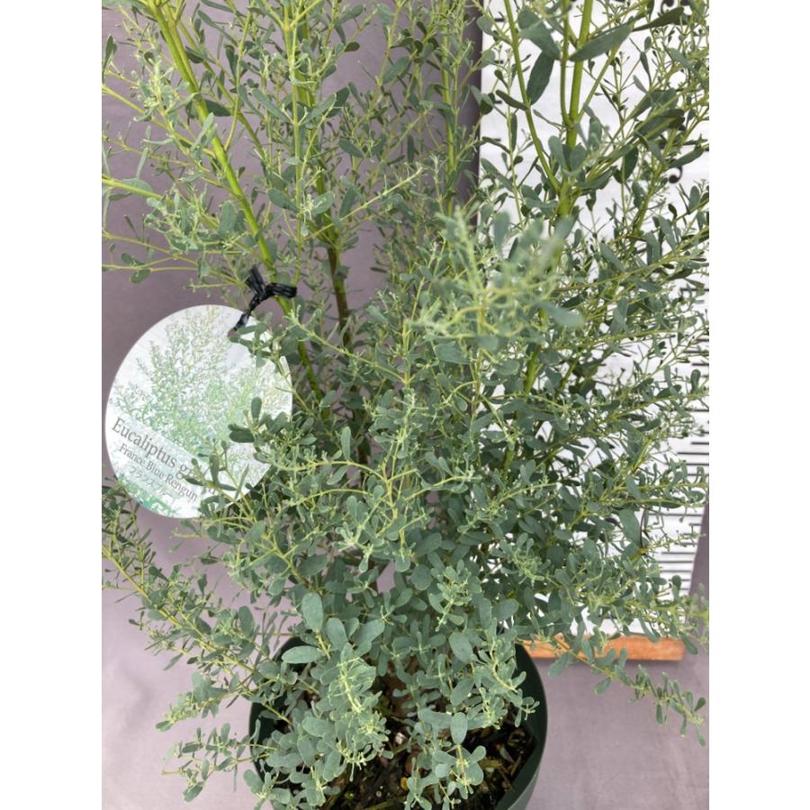 ユーカリ・グニー【フランスブルーレンガン】6号 : 日本ライン花木
