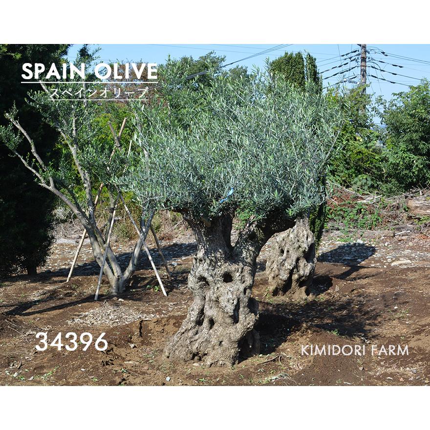 スペインオリーブ 古木 34396k オリーブの木 植木 庭木 シンボルツリー