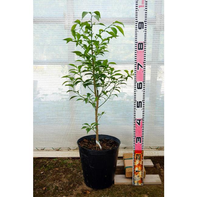 せとか みかん 3年生接木大苗 産地で剪定済 1.0m苗 登録品種・品種登録