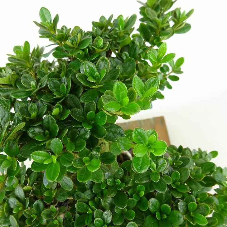 盆栽 皐月 深山霧島 樹高 約19cm さつき Rhododendron indicum サツキ