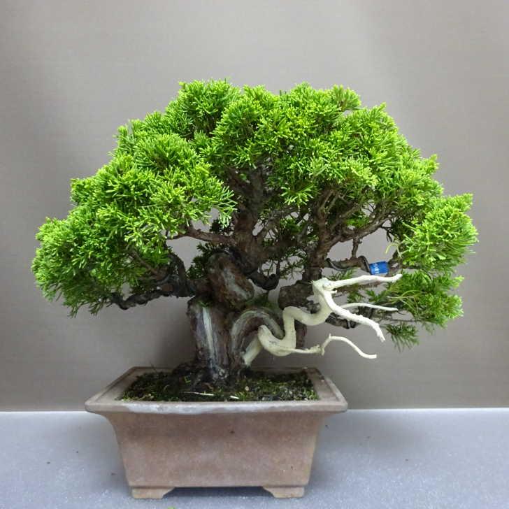 盆栽 真柏 樹高 約26cm しんぱく Juniperus chinensis シンパク “ジン