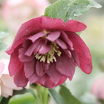 クリスマスローズ ダブル/(赤系)3.5〜4寸苗 : 岩崎園芸ネットストア