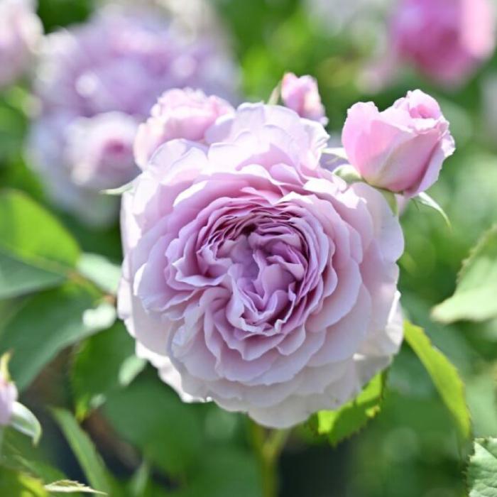 送料無料 レミエル 新苗4号鉢 鉢植え バラ 薔薇 河本バラ園 ヘブン