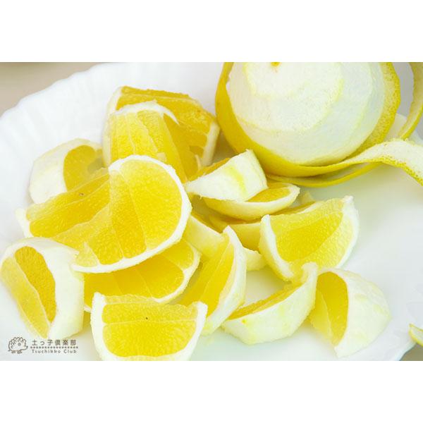 日向夏 （ ニューサマーオレンジ ） 接ぎ木 15cmポット苗【 送料無料