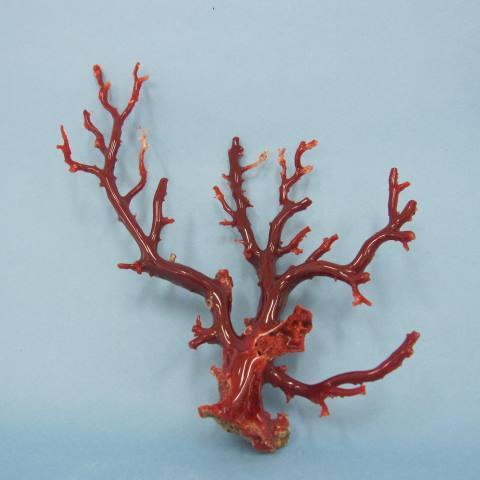 日本・高知沖産血赤珊瑚の 拝見・置き物・原木 /黒檀台製作中/置物