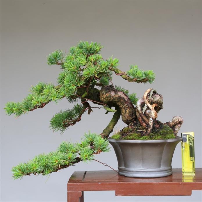 盆栽 吾妻五葉松『大巓性』小品盆栽 根上り懸崖づくり 【泰寿園 Online