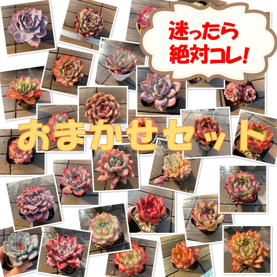 期間限定増量 農園直売 多肉植物 寄せ植え 季節のおまかせセット 10株+