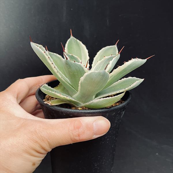 多肉植物：アガベ 吉祥冠錦 覆輪*S 幅9cm : 遊恵盆栽 Yahoo!店