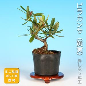 小品盆栽 ミニ盆栽 「ピラカンサ 千代田紅」 トキワサンザシ 常磐