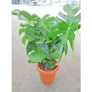 観葉植物 大型 モンステラ・デリシオーサ（根上がり仕立て） / 7寸・約