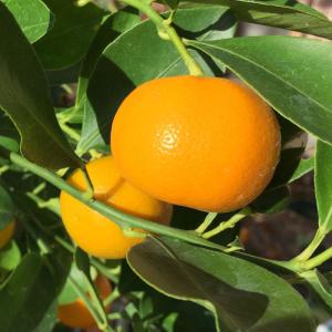 種無しみかんの木 桜島小みかん 約1.5m 現品発送 特大株 植木 苗木