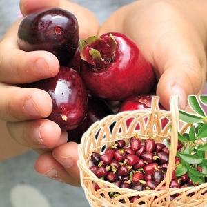 果樹苗 ホワイトサポテ ルーク 1株 爆買 : 花と緑 国華園 - 通販