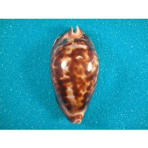 ビードロダカラ : 貝殻ストア - 通販 - Yahoo!ショッピング