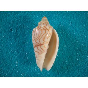 ブランデーガイ : 貝殻ストア - 通販 - Yahoo!ショッピング