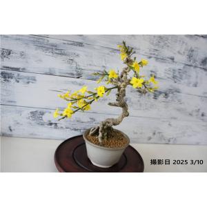 盆栽鉢 畑中兵衛 陶芸鑑賞としての楽しさ : 盆栽屋.com - 通販 - Yahoo