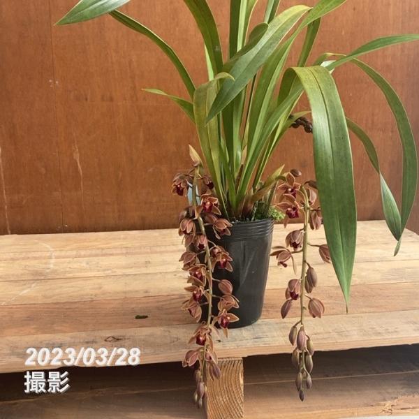 ミスマフェット。花芽1個。5鉢セット。蜜蜂誘引蘭。 【公式通販】