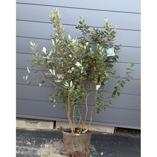 フェイジョア 6本株立ち 約1.5m 現品発送 植木 苗木 大苗 常緑樹