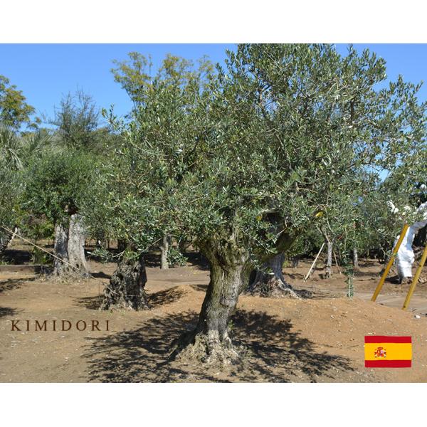 kimidori-onlineshop_g19