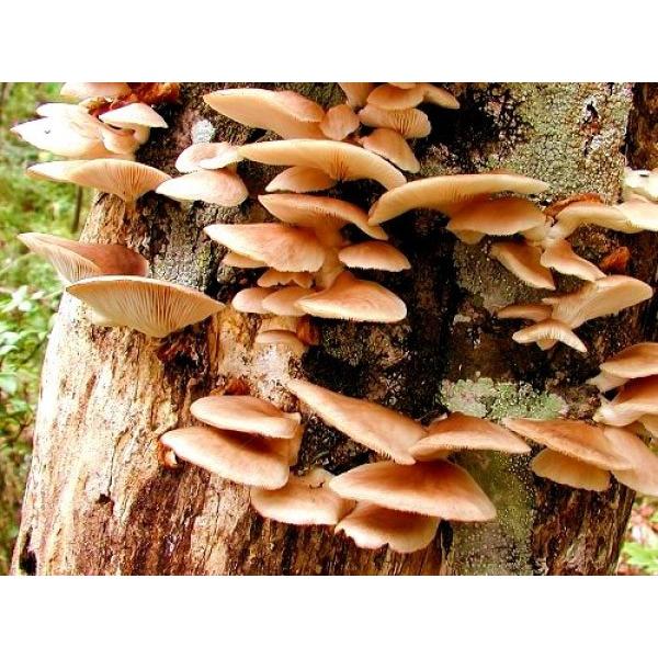 きのこ種駒】キノックス 「ひらたけ（別名：しめじ） H64号」種駒 500