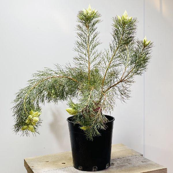 おしゃれ 観葉植物 花苗：ジョーイセルリア ブラッシングブライド*7号