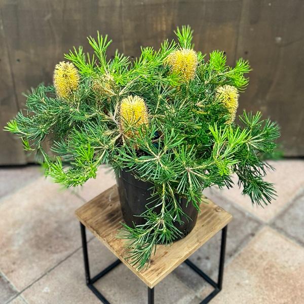 観葉植物 鉢花 苗：バンクシア バースデー キャンドル*7号 現品をお