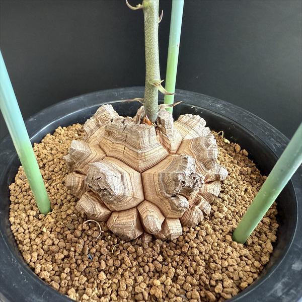 ☆特価☆コーデックス：アフリカ亀甲竜*塊根幅8.5cm 現品！一品限り