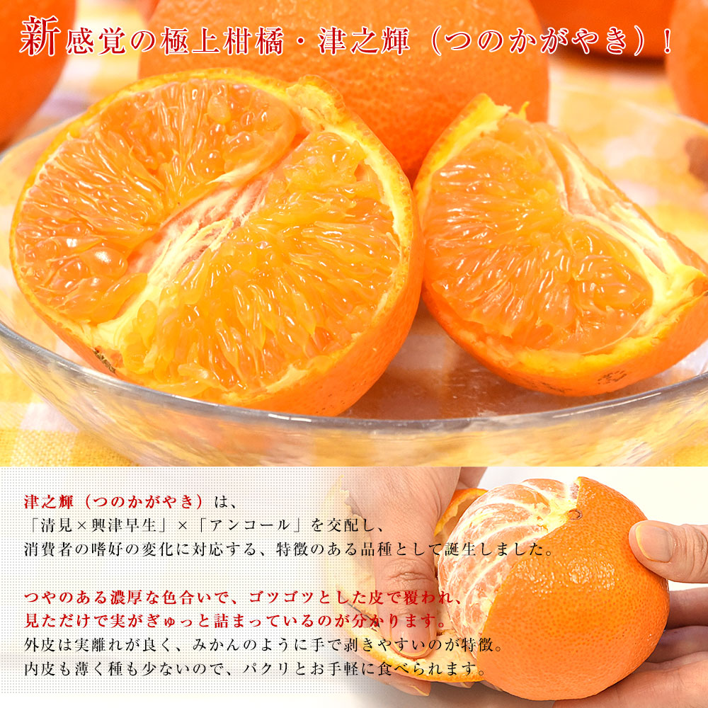 宮崎県 JAみやざき はまゆう地区本部 津之輝(つのかがやき) 秀品 化粧