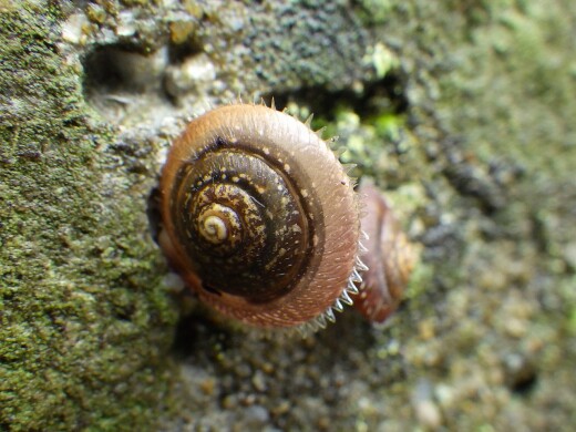 ツシマケマイマイ | かなたけの里公園