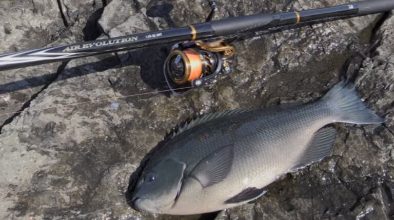 ダイワ エアエボリューションは操作性抜群の磯竿！コスパの高いミドル