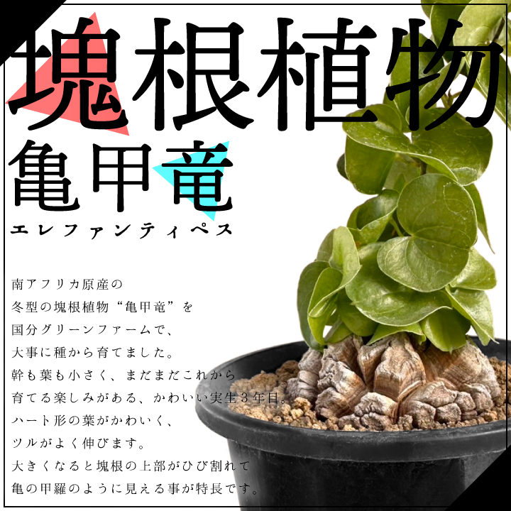 送料無料】亀甲竜 ディオスコレア・エレファンティペス 実生3年目 3号
