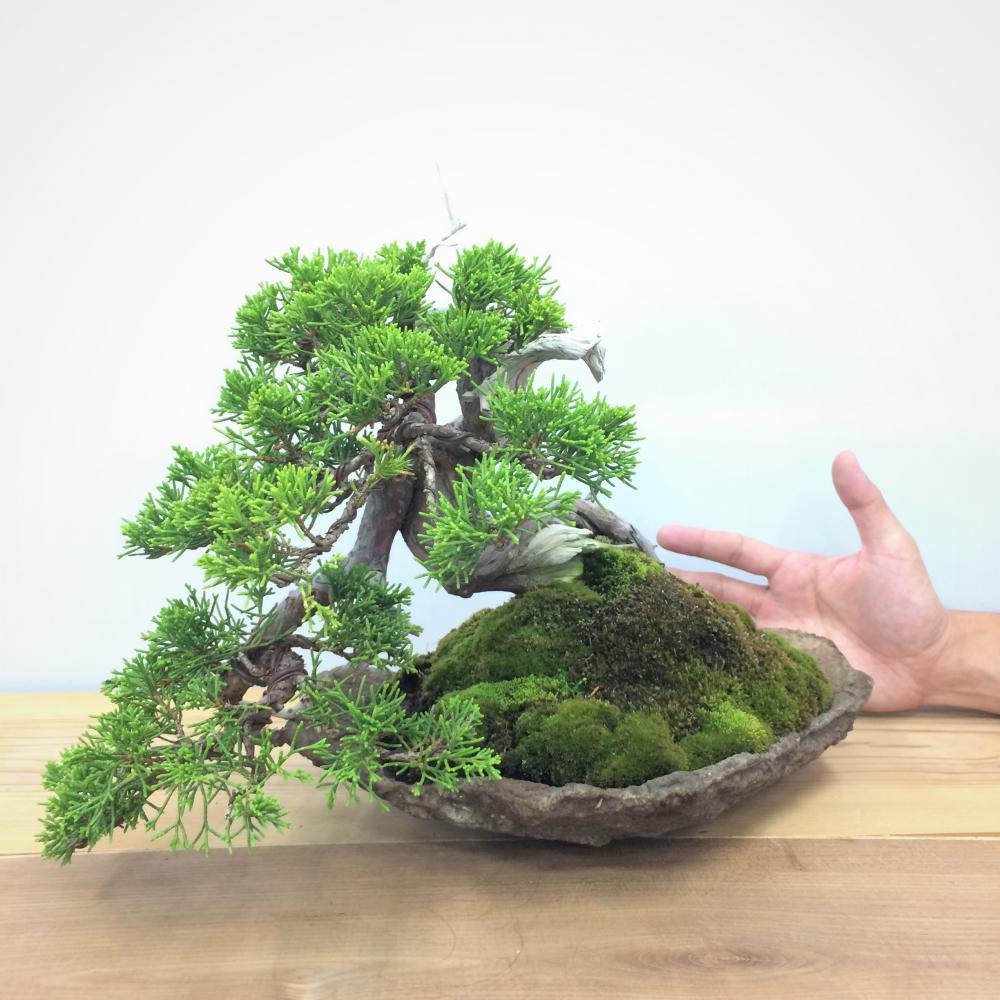盆栽 真柏/盆栽、多肉植物、塊根植物、観葉植物通販/KIDORI -キドリ-