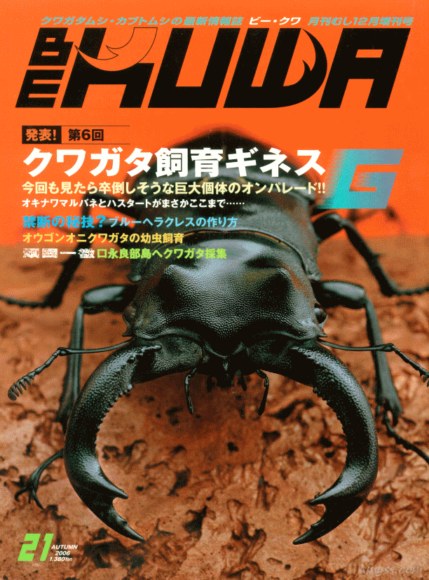 ビークワ21号（BE・KUWA） クワガタ飼育ギネス / ブルーヘラクレスの