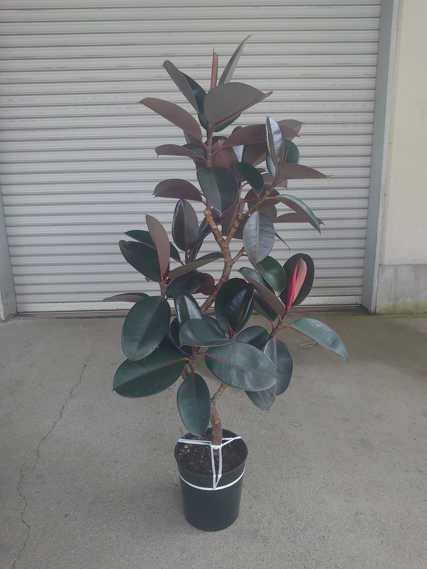 観葉植物 フィカス・バーガンディ 8号鉢 | 株式会社 岸造園土木