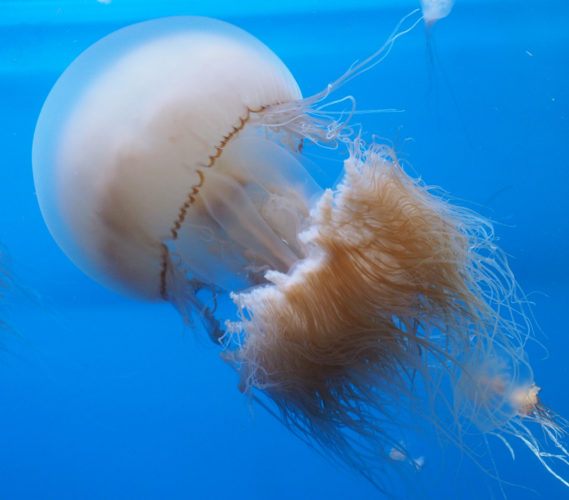 エチゼンクラゲ | 公益財団法人 黒潮生物研究所