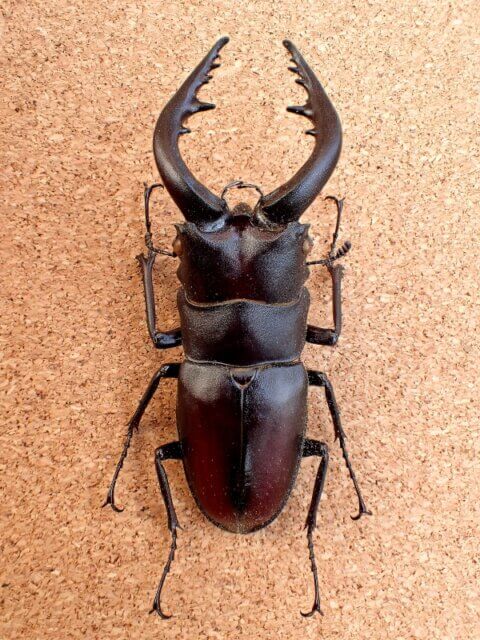 本土ノコギリクワガタの標本作成経過：乾燥終了～箱入れまで【Shiho的