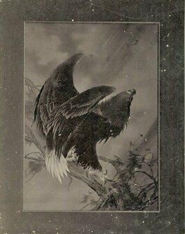 光を目指す鷲日本のエレガンス千總460年 #26｜THE KYOTO｜京都新聞