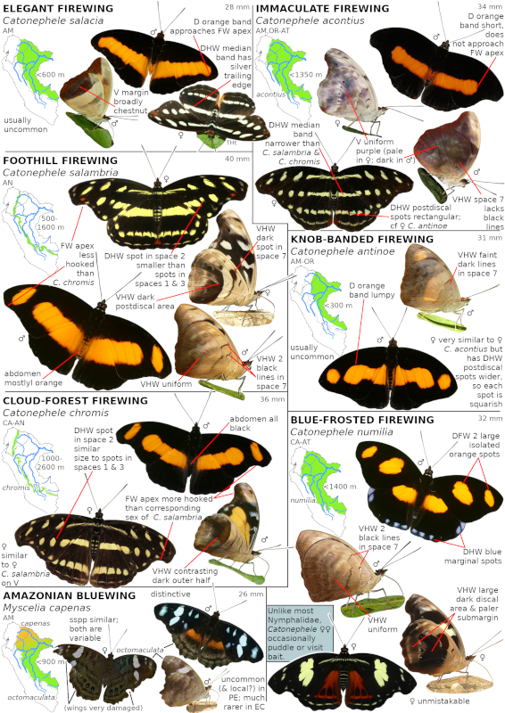 An Amateur's Guide to the Butterflies of Eastern Ecuador & Peru