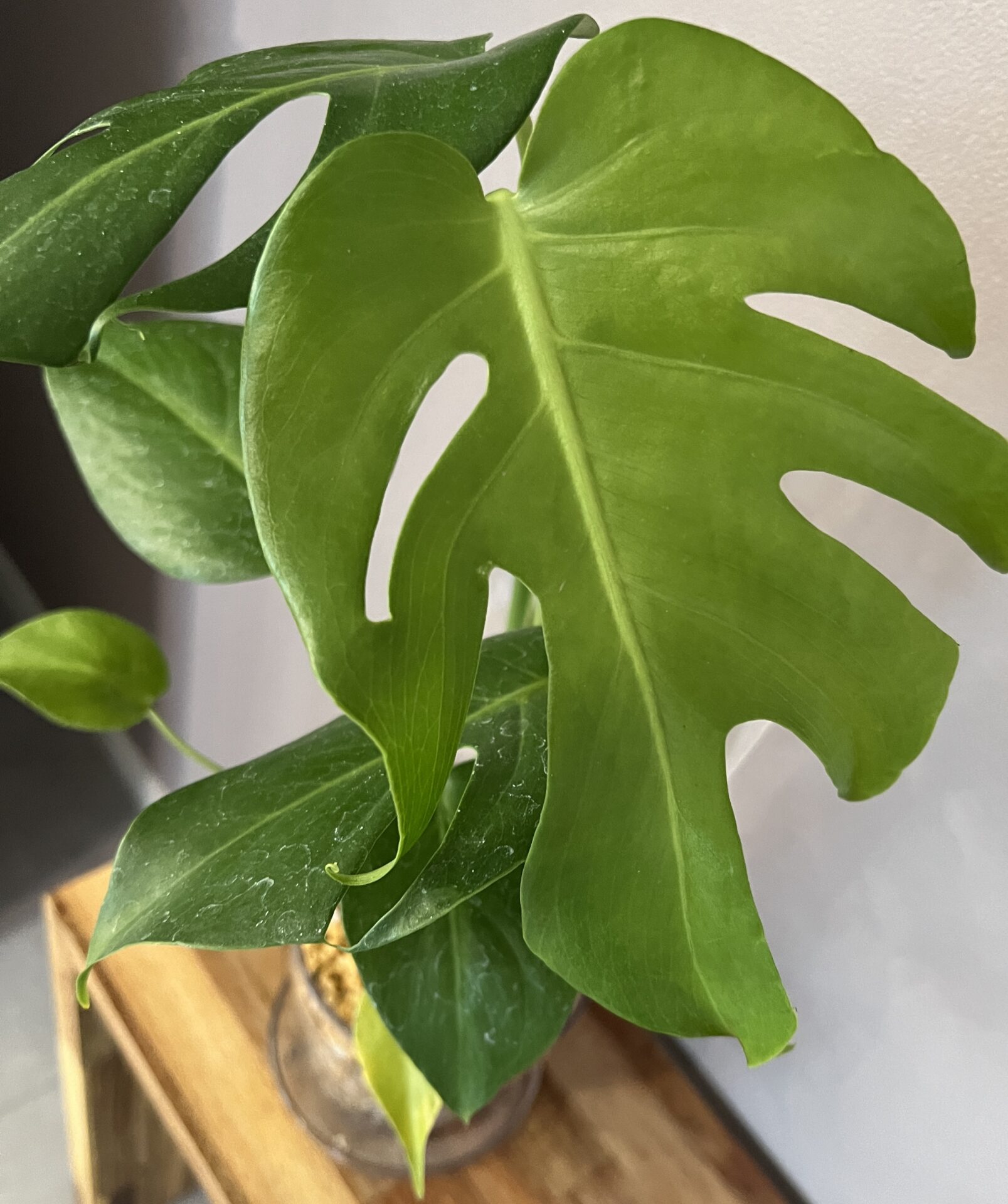 マニアの世界？斑が消えやすい？モンステラの実生変異株についての