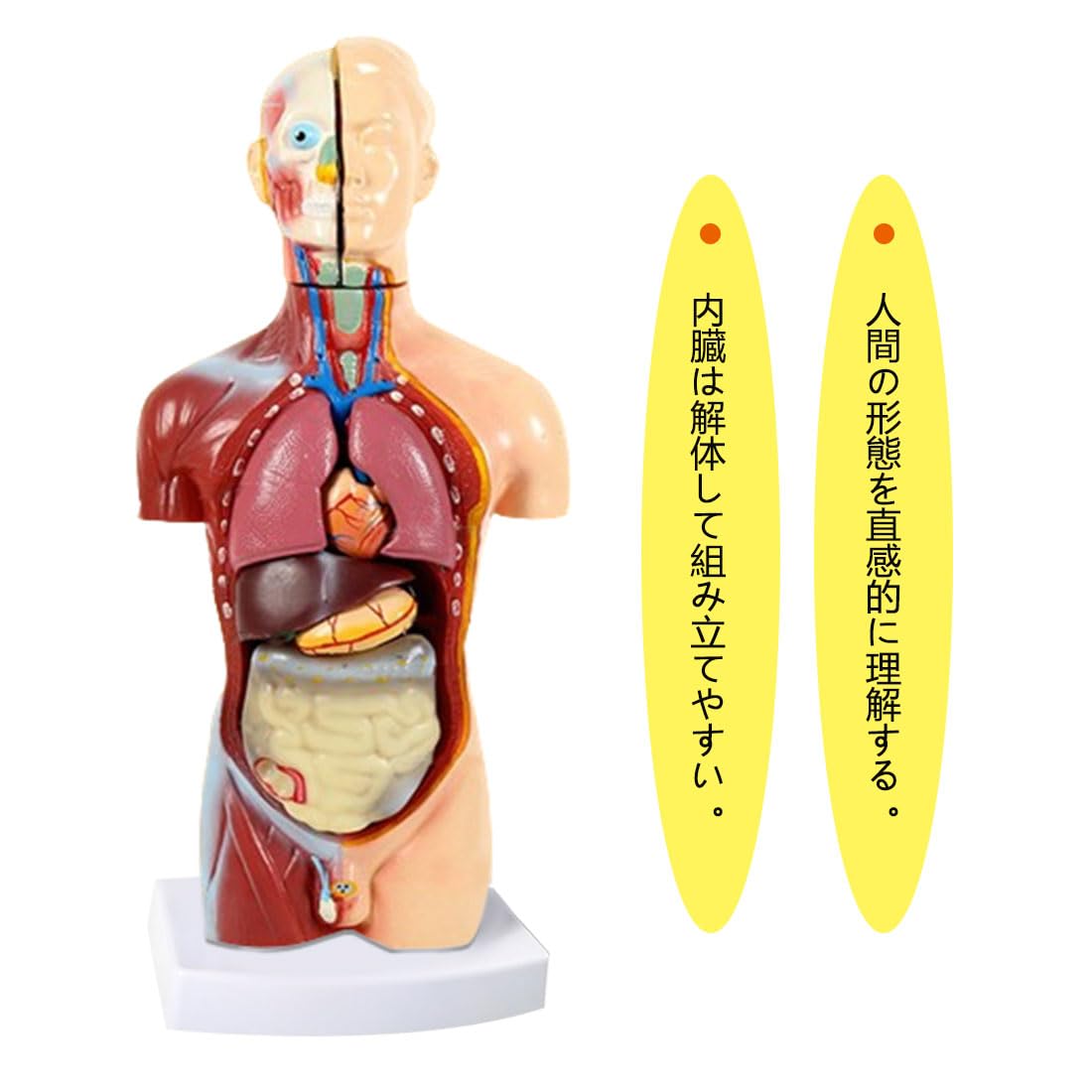 Amazon.co.jp: 人体模型 [全12パーツ（台座を含む） 45㎝] ユニ