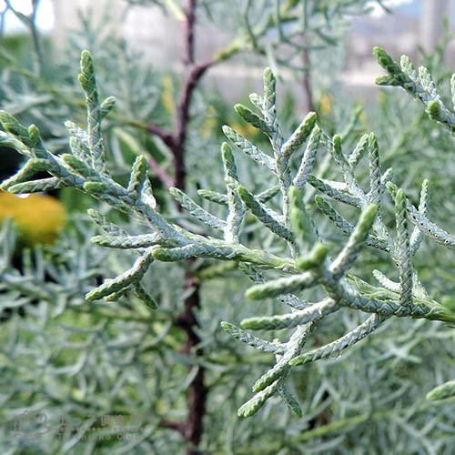 Amazon.co.jp: コニファー『ブルーアイス』12～15cmポット苗 : DIY