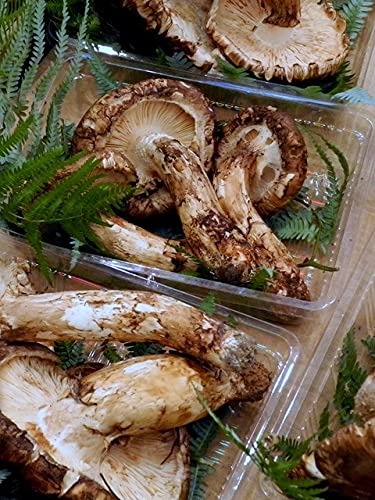 訳あり松茸｜香りが最高！お得にお取り寄せできる家庭用松茸の通販