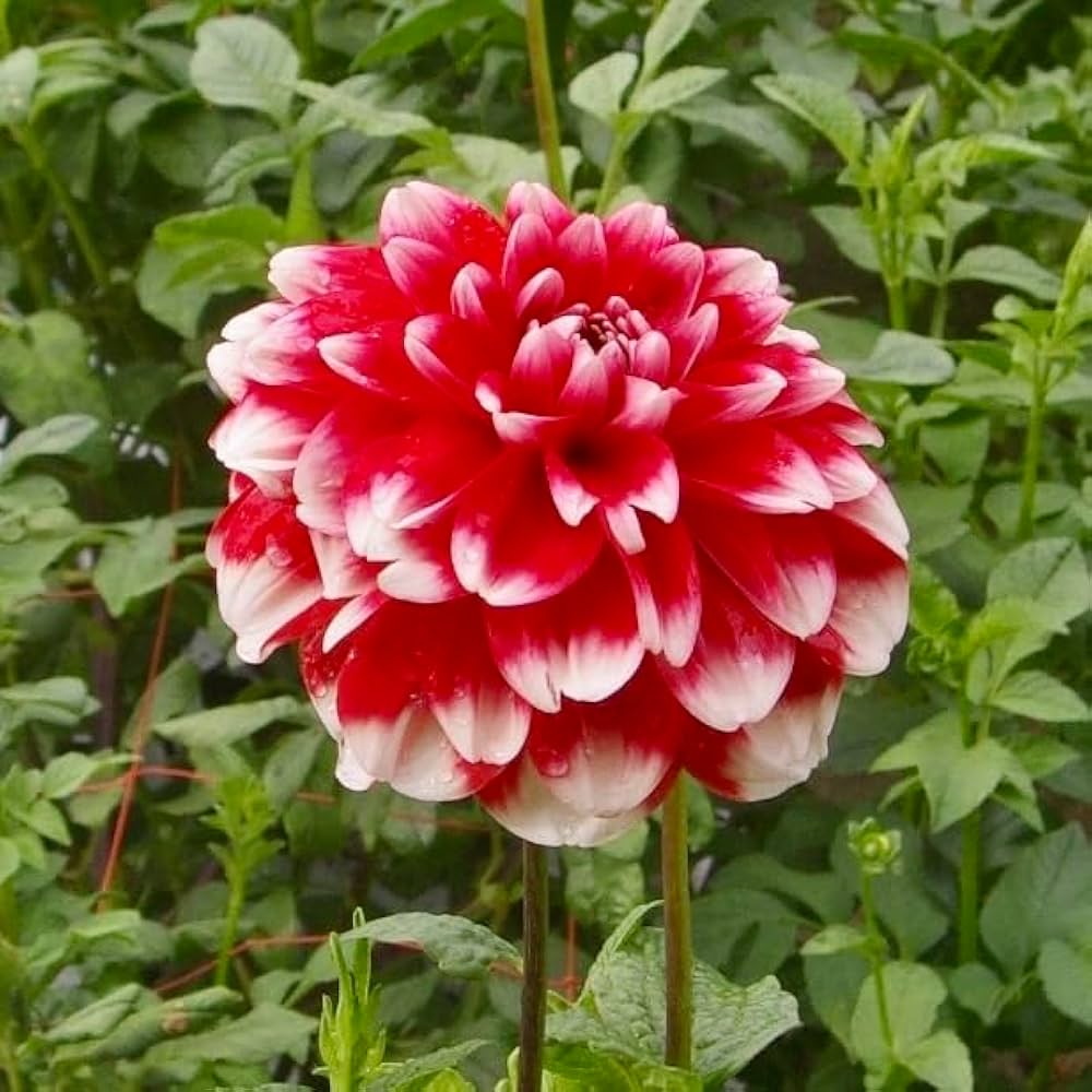 Amazon.co.jp: ダリア 球根 4品種 お楽しみセット ポートライト 祝杯