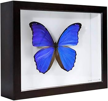 Amazon.co.jp: 昆虫標本箱（ドイツ箱）昭和55年からの実績 ドイツ箱