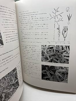 Amazon.co.jp: 原色 日本園芸竹笹総図説 岡村はた他 はあと出版 : おもちゃ