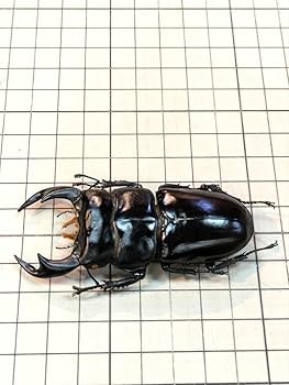 Amazon.co.jp: インドアンタエウス 81.6㎜ ラベル付 標本 アンタエウス