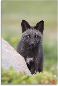 Amazon.com: Curious Silver Fox Baby Cute Room Aesthetics Posters