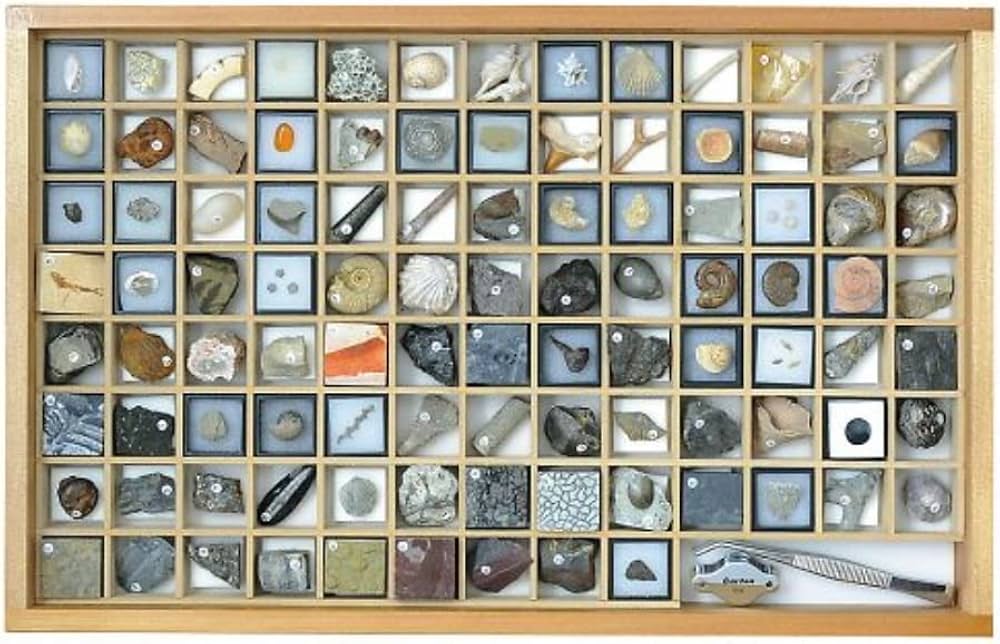 Amazon.co.jp: 化石標本（化石標本100種） /3-654-06 : おもちゃ