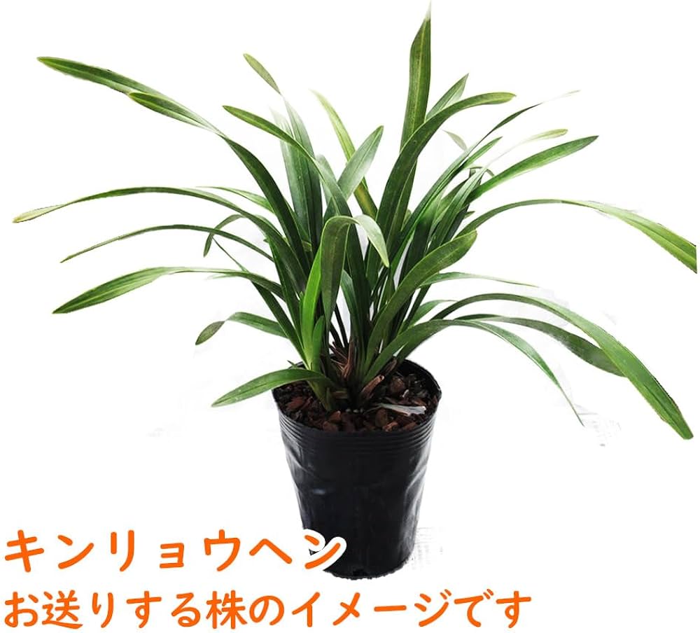 Amazon.co.jp: 【 花芽2個付き 】キンリョウヘン 苗 花（ 金稜辺