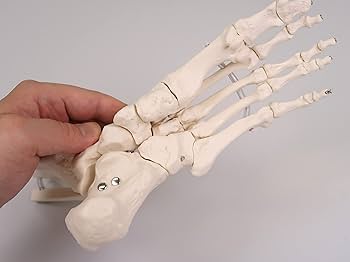 Amazon | 足の骨格模型，各骨は伸縮コードで連結 - 足の骨モデル，脛骨